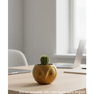 Gold Baykuş Figürlü Mini Dekoratif Saksı 6 Cm Masaüstü Ofis Dekoru